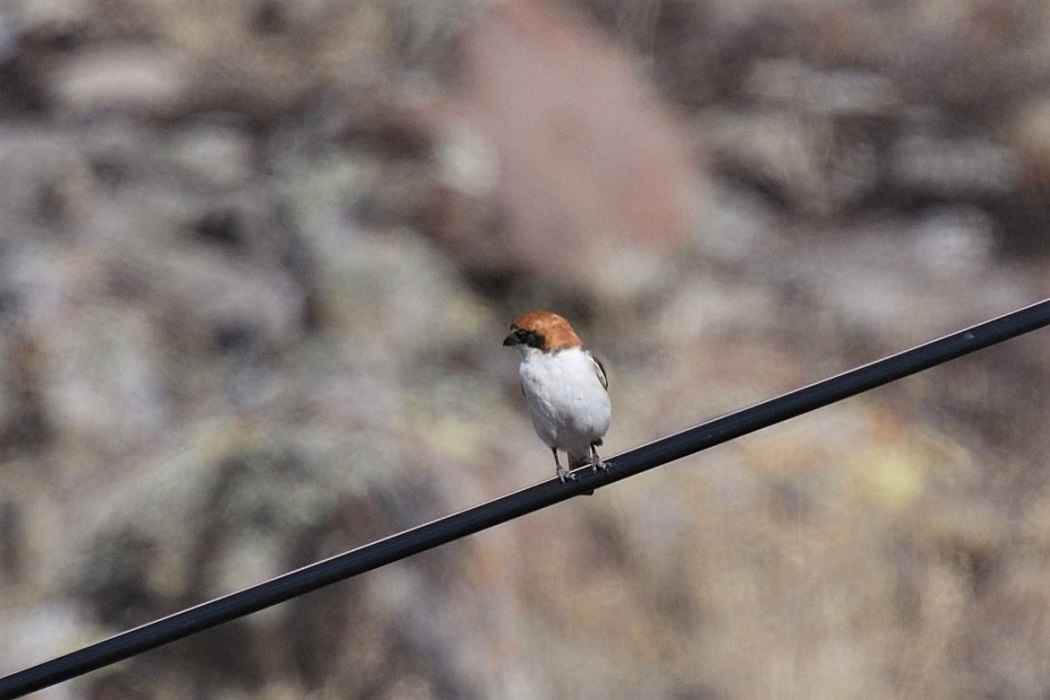 Woodchat Shrike